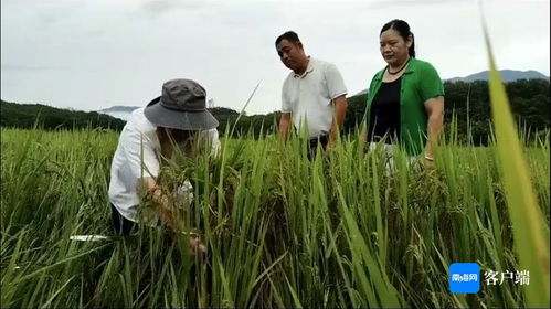 瓊中 農技人員深入一線，指導農戶開展生產自救，全力搶救珍稀山蘭稻